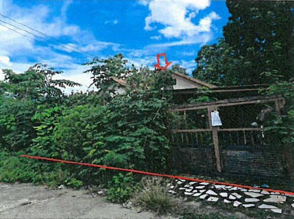 ป่าลาน ดอยสะเก็ด เชียงใหม่